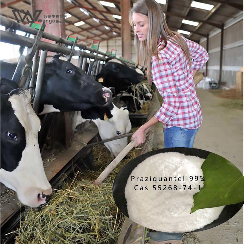 Antiparasitic Praziquantel Powder for Schistosomiasis Treatment